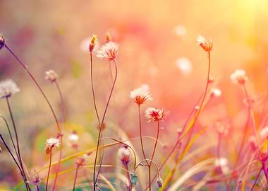 Vintage Herbal Field At Su