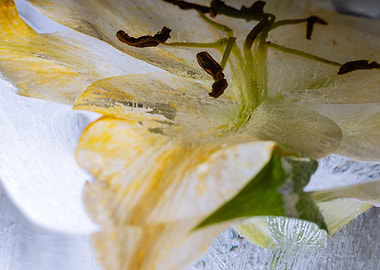 White Lilium in ice 1
