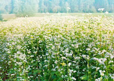 Blossoming Buckwheat Field