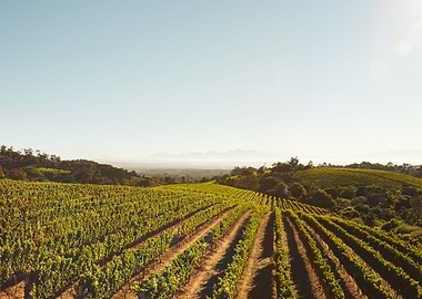 Rows Of Vines In Vineyard