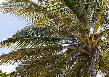 Tropical Coconut Palm Tree