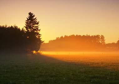 Foggy Morning Meadow