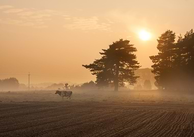 Cows On Misty Pasture At S