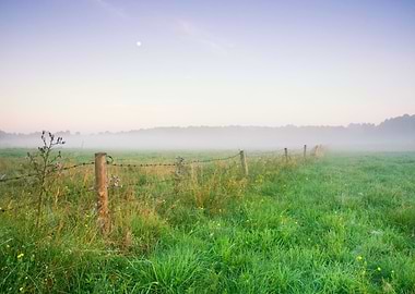 Foggy Morning Meadow