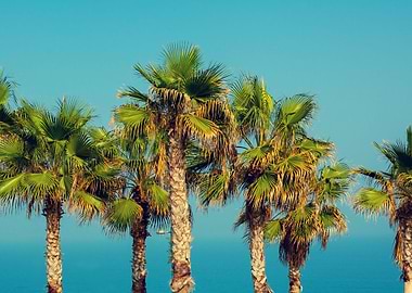 Palm Trees On The Embankme