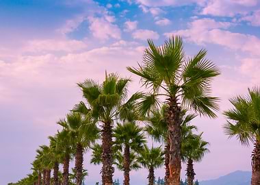 Date Palm Trees Plantation