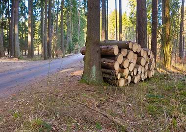 Footpath In Spring Forest