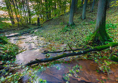 Beautiful Wild Autumnal Fo