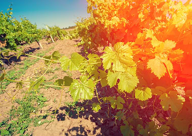 Vineyard At Sunset