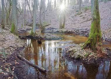 Wild River Landscape