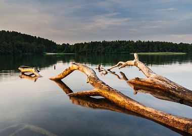 Lake Landscape With Dead T