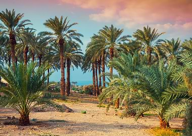 Date Palm Plantation