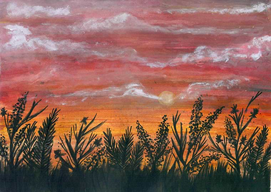 wildflowers and sunset