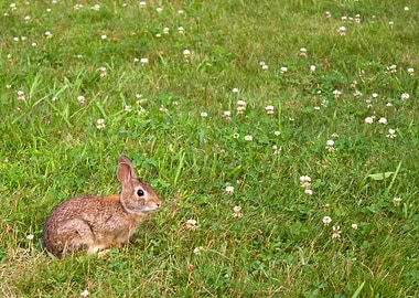 Wild Bunny Rabbit