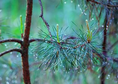 Beautiful Foggy Forest Wit