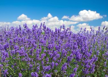 Lavender Against Blue Sky