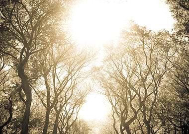 Nyc Central Park Trees Sep