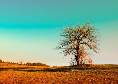Alone Tree In The Field In