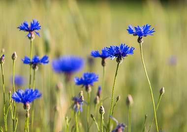 Cornflowers Growing On Fie