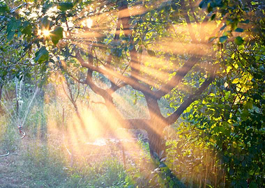 Sun Rays In The Garden