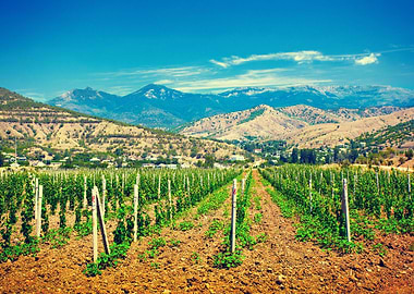 A Valley Of Vineyards