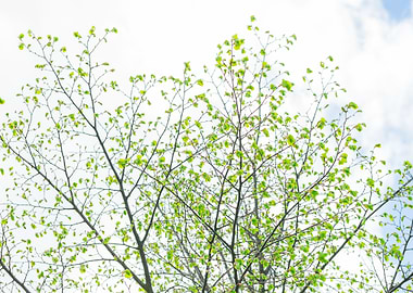 Tree Branch On Sky Backgro