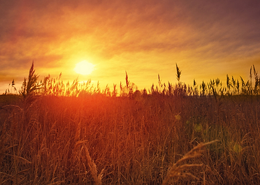 Beautiful Sunset Over Fiel