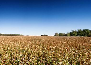 Field Landscape