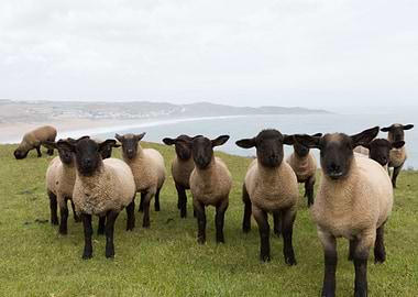 Group Of Sheep With Black