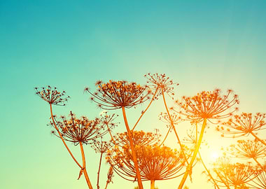 Rural Landscape Autumn Fie