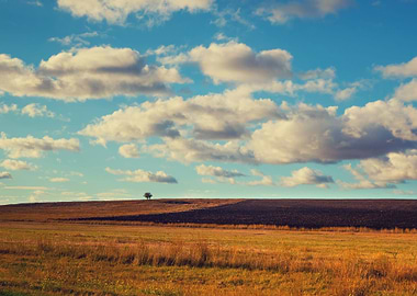 Beautiful Field With Blue