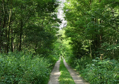 Path In The Green Forest