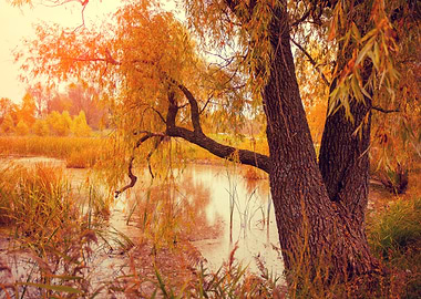 Misty Autumn Landscape At