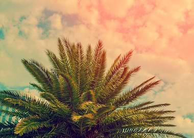 The Top Of Palm Trees On T