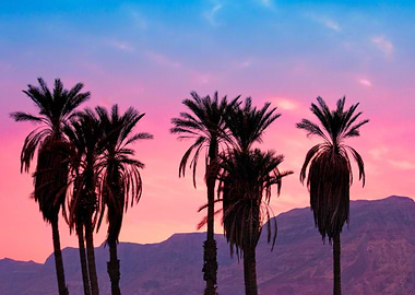 Palm Trees At Sunset In De