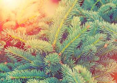 Blue Fir Tree Brunch At Su