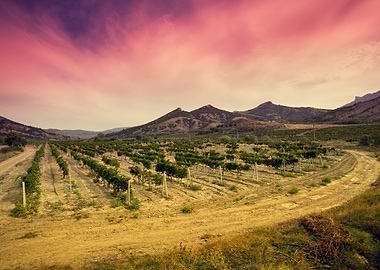 A Valley Of Vineyards Agai