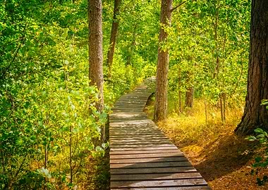 Wooden Pathway In The Fore