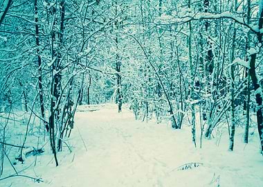 Forest Covered With Snow