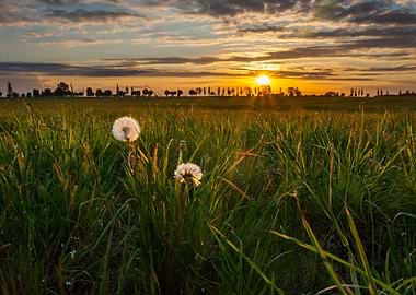 Dandelions On Meadow