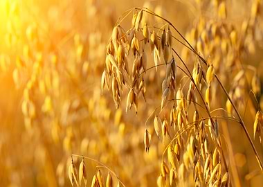Oat Field At Sunset