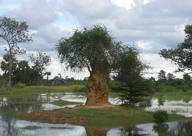 Views Of Nature In Cambodi