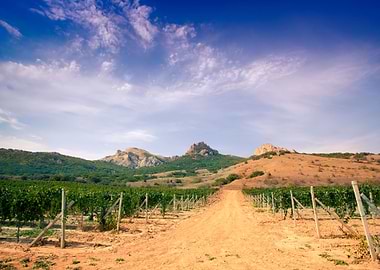 Dirt Road In Vineyard Vall