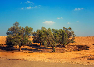 Trees In Judean Desert