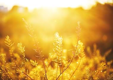 Plants In Field En Eveing