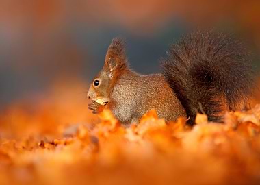 Autumn In Nature Cute Red