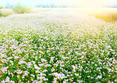 Blossoming Buckwheat Field