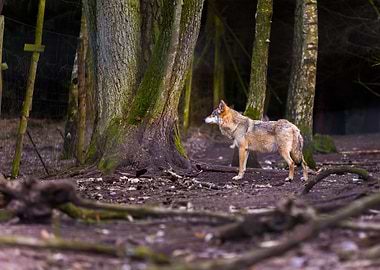 Gray Wolf In Forest