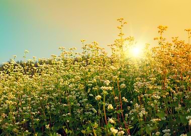 Beautiful Buckwheat Field