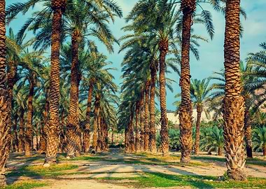 Date Palm Trees Plantation